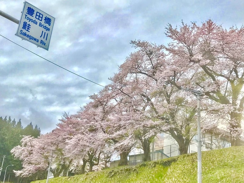 桜5